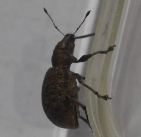 Curculionidae : Otiorhynchus?   No, Liophloeus ophthalmicus